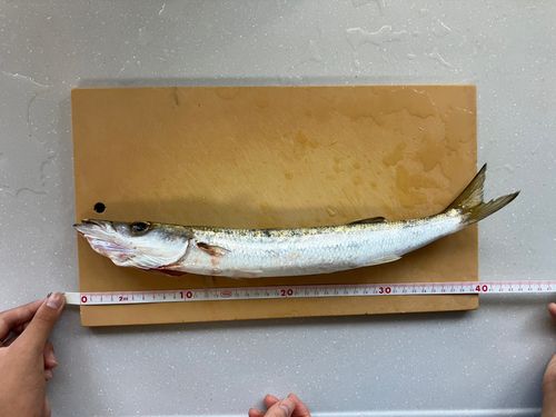 アカカマスの釣果