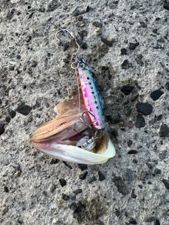 エソの釣果
