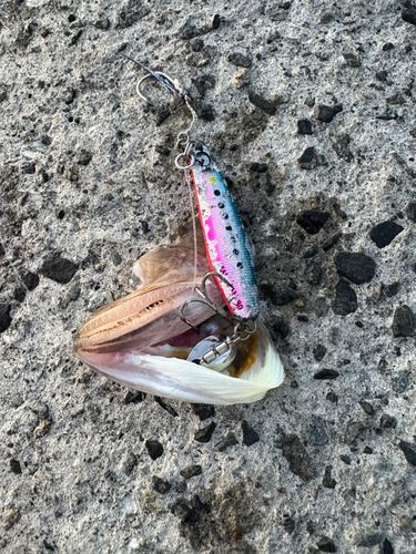 エソの釣果