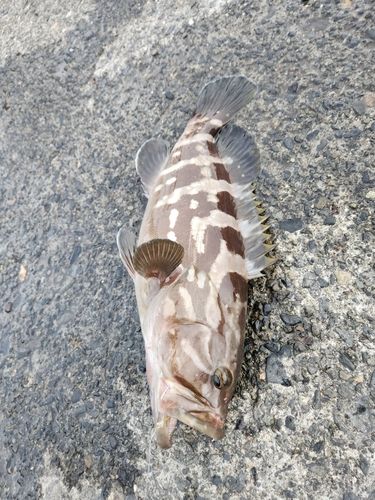 クエの釣果