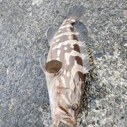 クエ