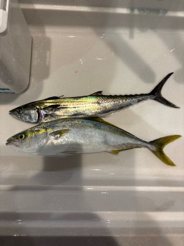 コゾクラの釣果