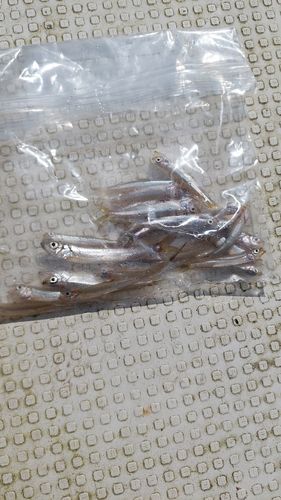 ワカサギの釣果