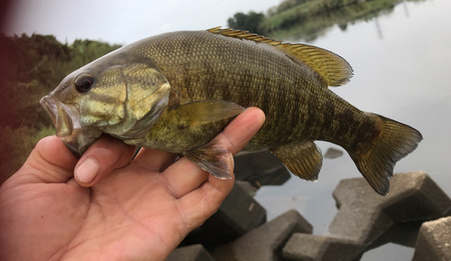 スモールマウスバスの釣果