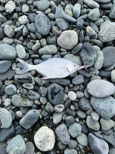 メッキの釣果