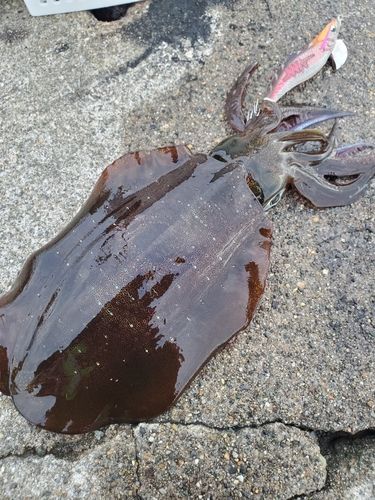 アオリイカの釣果