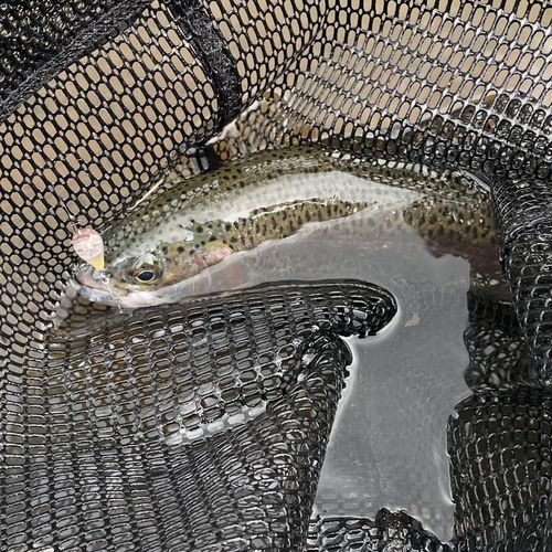 ニジマスの釣果