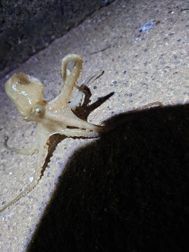 イイダコの釣果