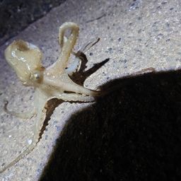 イイダコ