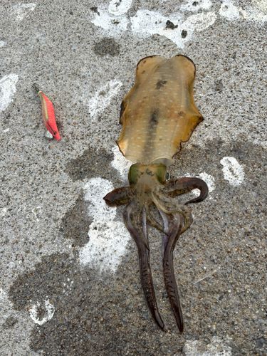 アオリイカの釣果