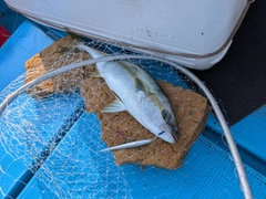ヒラマサの釣果