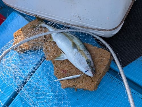 ヒラマサの釣果