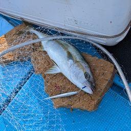 ヒラマサ