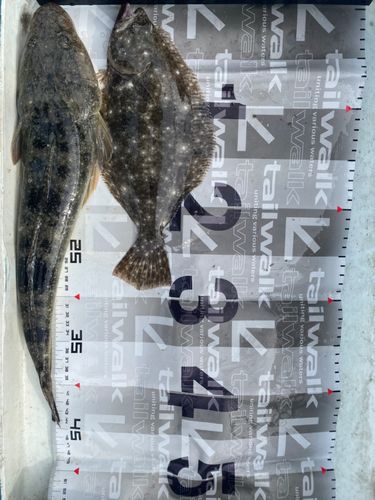 マゴチの釣果