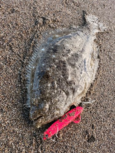 ソゲの釣果