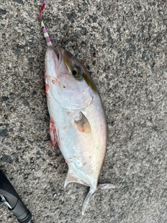 シオの釣果