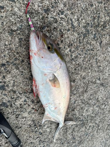 シオの釣果