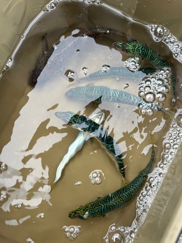 サバの釣果