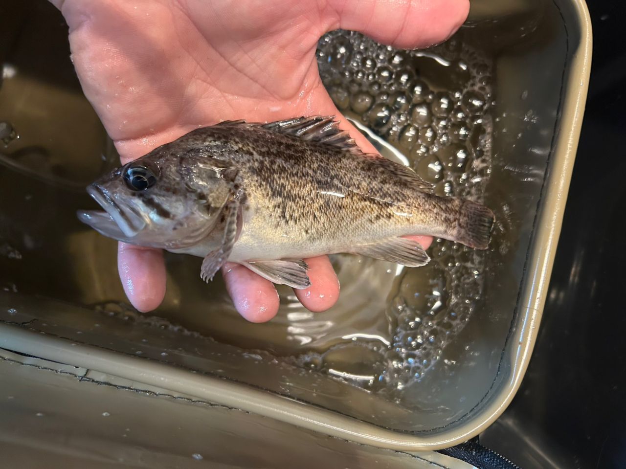 サバ