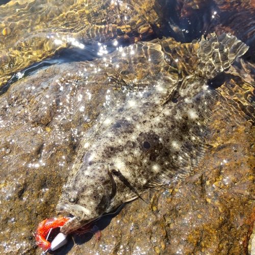 ソゲの釣果