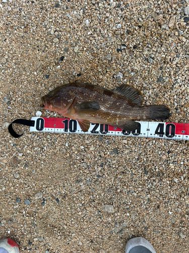 アコウの釣果