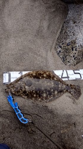 ヒラメの釣果