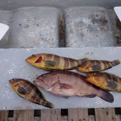 マハタの釣果