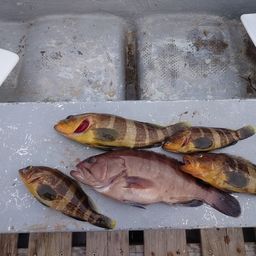 マハタ