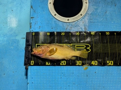 アコウの釣果