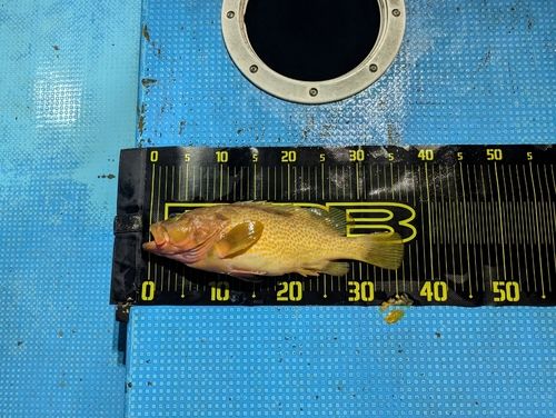 アコウの釣果