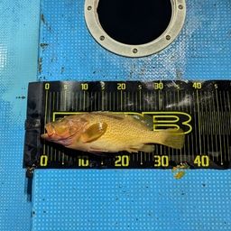 アコウ