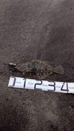 ヒラメの釣果