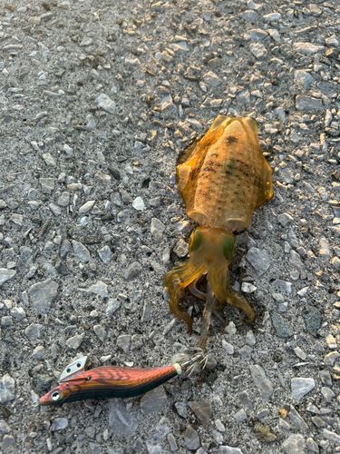 イカの釣果