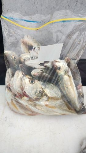 イシモチの釣果