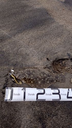 ヒラメの釣果