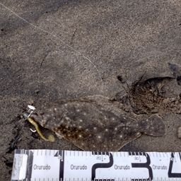 ヒラメ