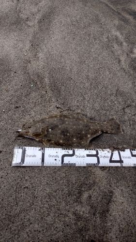 ヒラメの釣果