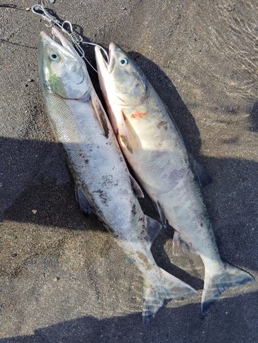 アキアジの釣果
