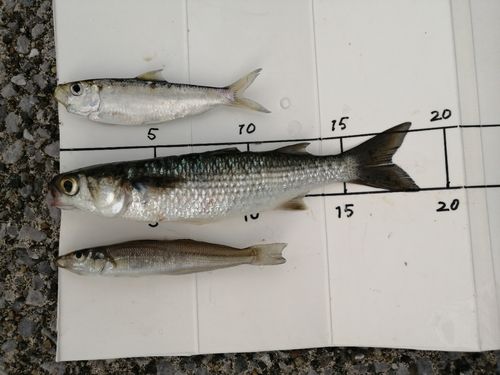 ボラの釣果