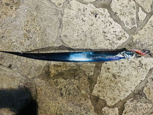 タチウオの釣果