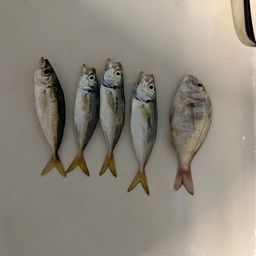 アジ