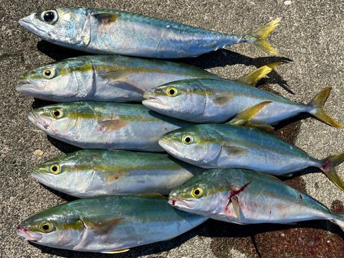 ワカシの釣果