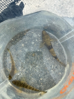 マハゼの釣果