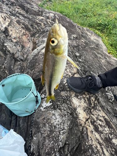 ウグイの釣果