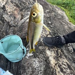 ウグイ