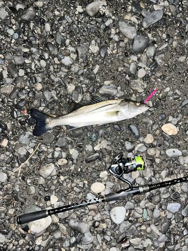 セイゴ（マルスズキ）の釣果