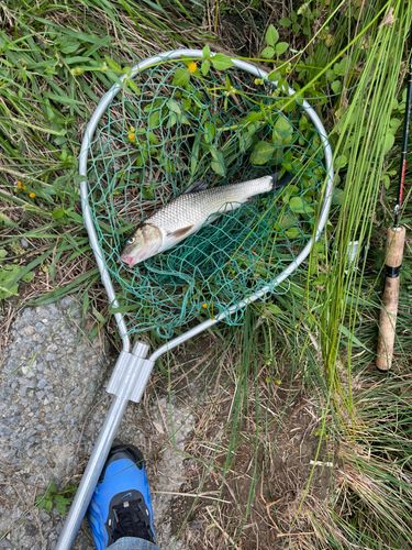 ニゴイの釣果
