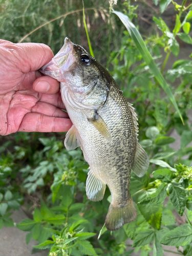 ブラックバスの釣果