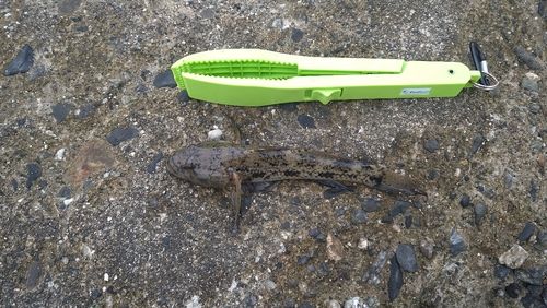 ハゼの釣果