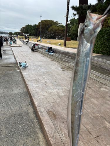 タチウオの釣果